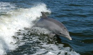 delfin