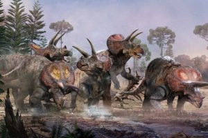 Triceratops-Herde