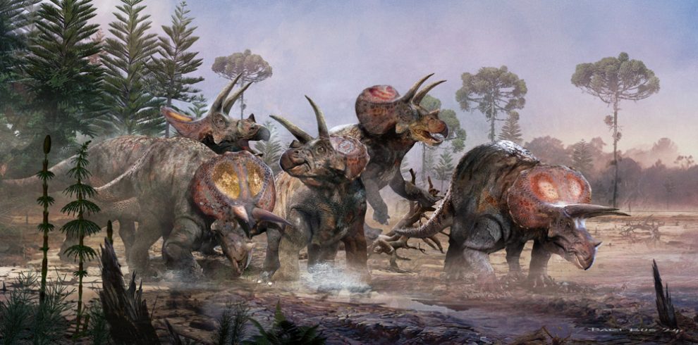 Triceratops-Herde