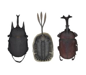 Käfer und Trilobit
