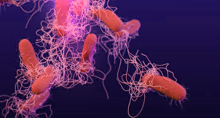 Los patógenos resistentes a la fiebre tifoidea se están propagando: nuevas mutaciones que hacen que las bacterias sean cada vez más inmunes a los antibióticos modernos