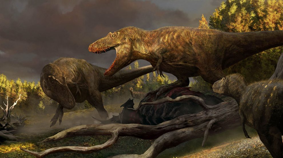 Daspletosaurier