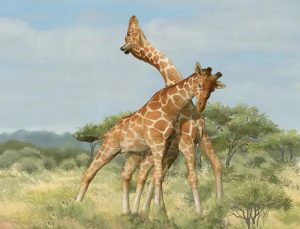 Giraffen im Kampf