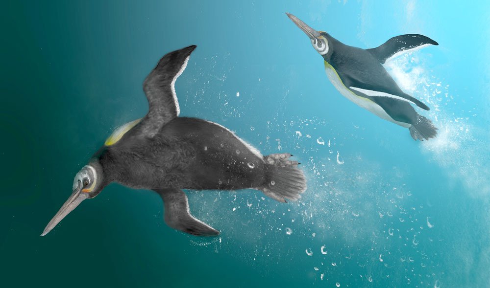 Pinguine entstanden auf versunkenem Kontinent - Spektrum der Wissenschaft