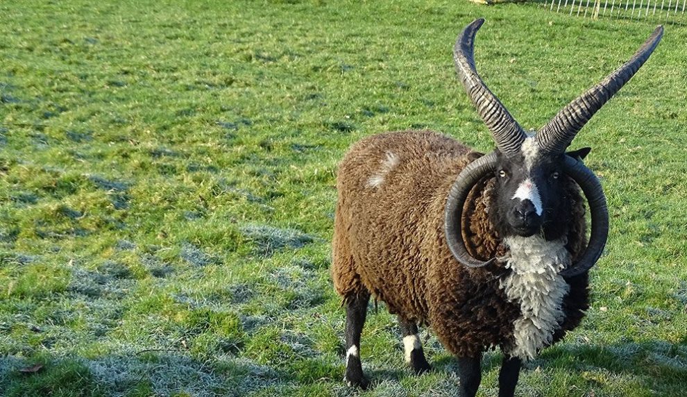 Vierhorn-Schaf