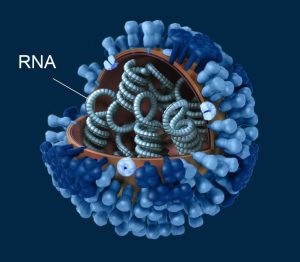 Influenza-Virus