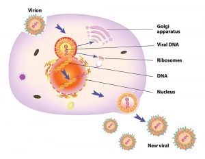 Replikation DNA-Viren