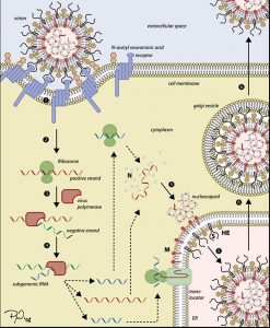 Replikation Coronaviren
