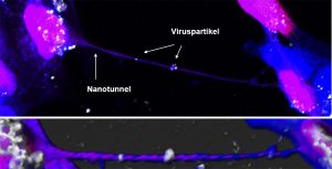 Nanotunnel