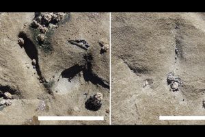 fossile Fußabdrücke von Vögeln