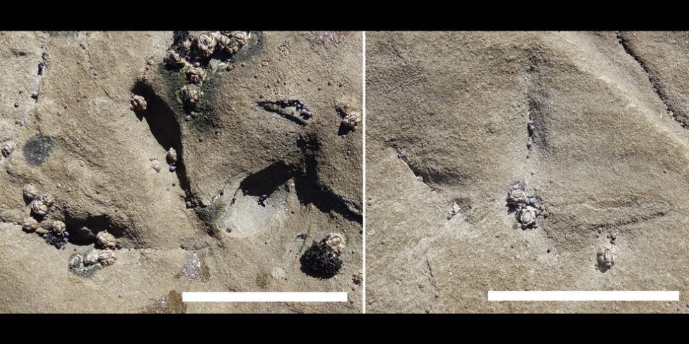 fossile Fußabdrücke von Vögeln