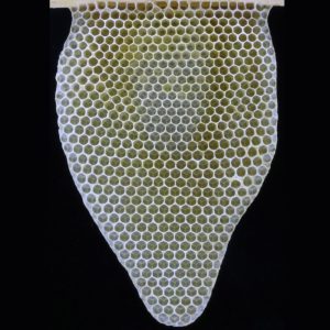 Querschnitt eines Nestes der Europäischen Honigbiene