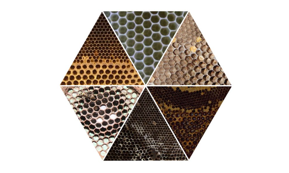 Sechs Bilder von Waben verschiedener Bienen und Wespen