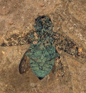 fossiler käfer