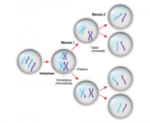 Meiose