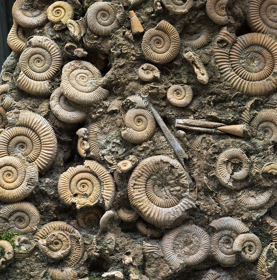 Fossile Ammoniten