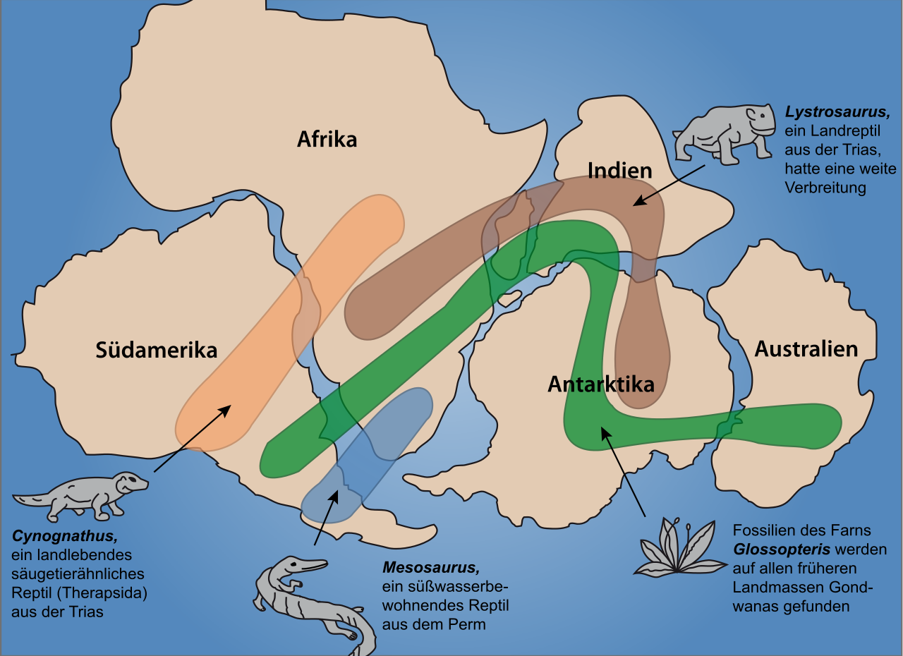 Küstenformen und Fossilverteilung von Südamerika und Afrika