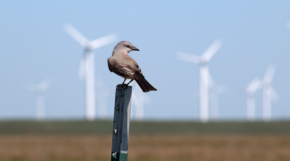 Wie stark gefährden Wind- und Solaranlagen Vögel? – Todesfälle durch Kollisionen können Wachstum ganzer Populationen beeinträchtigen – scinexx.de
