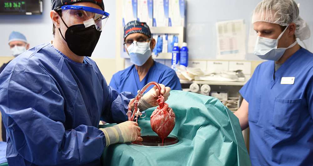 Xenotrasplante: virus porcino en el corazón del donante: la infección viral mata al paciente después de 2 meses