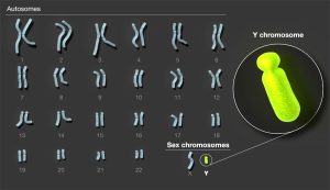 Menschliche Chromosomen