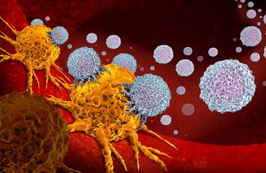 T-Zellen greifen Krebszellen an