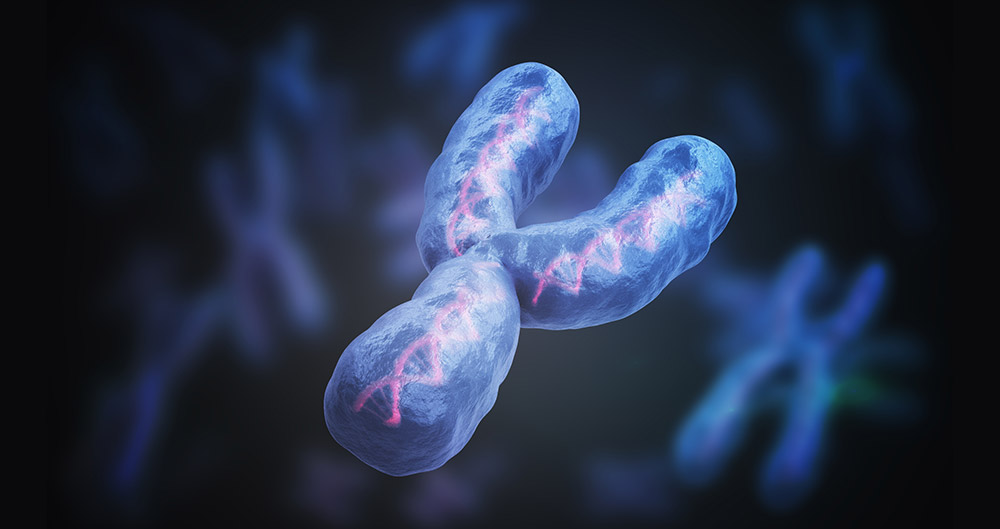 Cromosoma Y: la pérdida hace que los hombres se enfermen más: un cromosoma sexual mutado en la vejez daña el corazón y los órganos